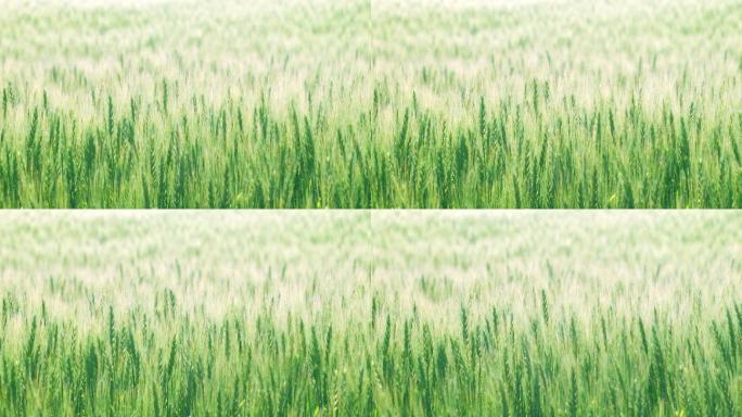 北海道的麦田麦穗麦芒田野粮食小麦大麦