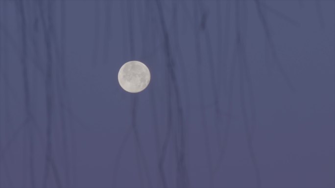 树枝月亮