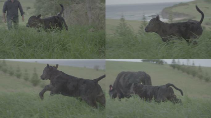 小牛在农场上奔跑跑慢动作升格镜头