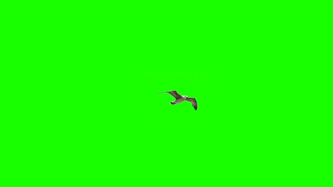 绿色背景上飞行的鸟