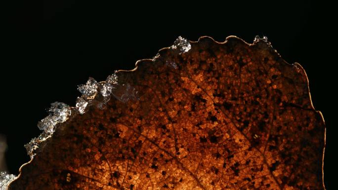 在干燥的叶子上解冻