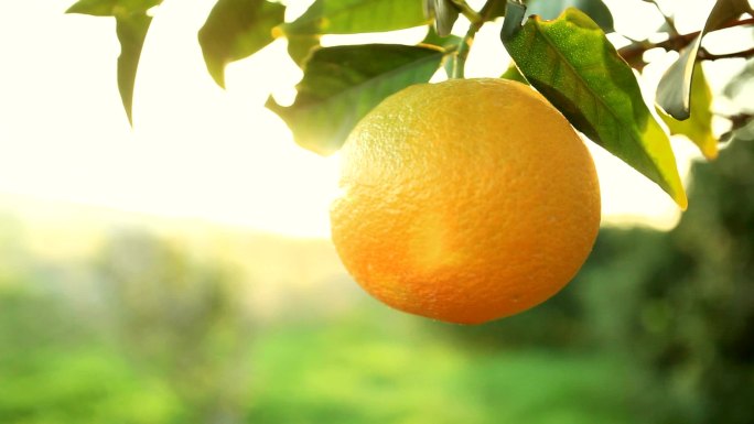 橘子养生膳食健康营养美味清淡橙子橘子水果