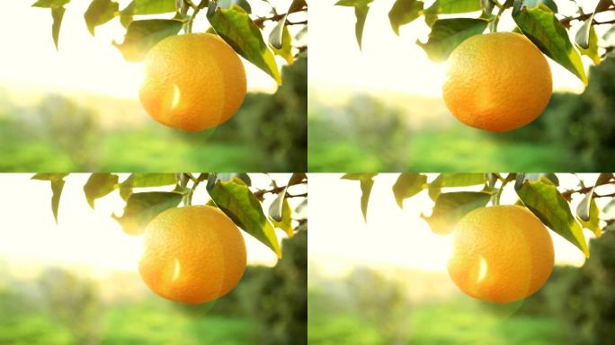 橘子养生膳食健康营养美味清淡橙子橘子水果