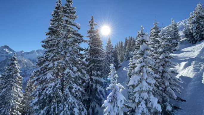 滑雪场的白雪覆盖的树木