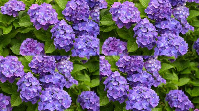 绣球花被雨淋湿了蓝色紫色绣球花立春分春暖