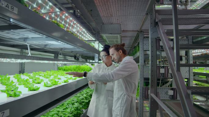 生物技术科学家在温室蔬菜园工作