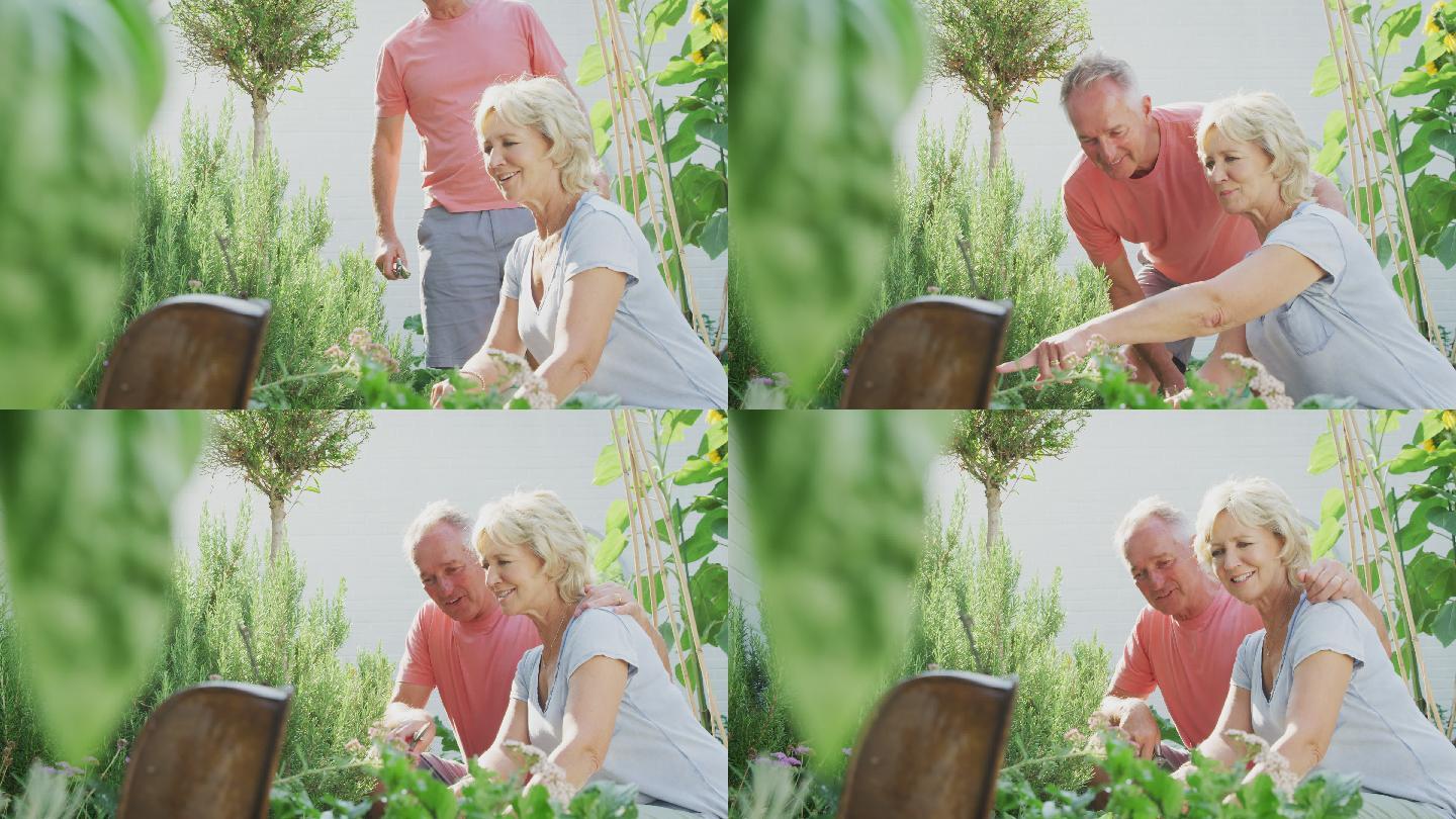 退休老年夫妇在花园里挖掘和修剪植物