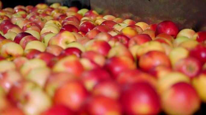 在水果生产厂清洗苹果的过程