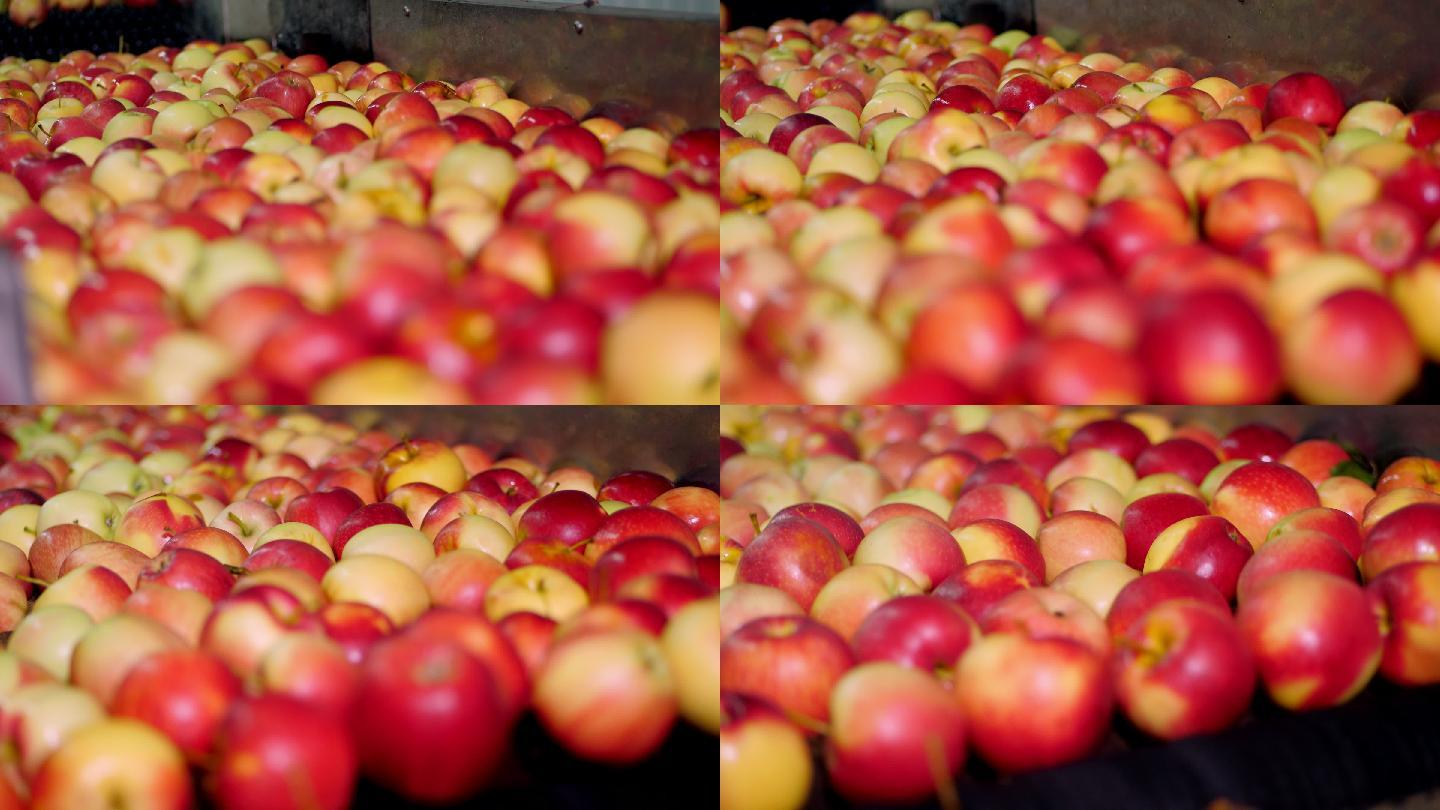 在水果生产厂清洗苹果的过程