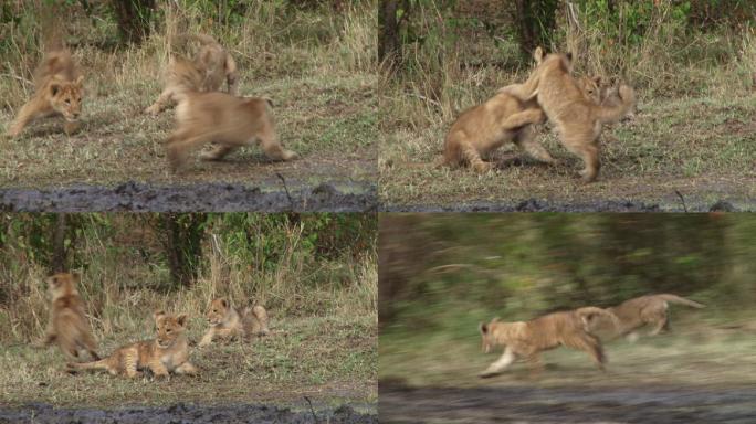 小狮子们互相玩耍野性非洲可爱打斗