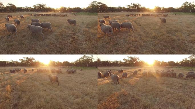 澳大利亚农场围场里的羊