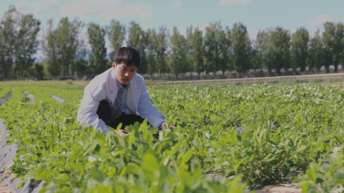 科研人员再田里研究蔬菜