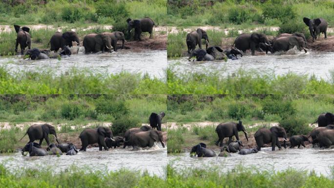非洲河流旁的大草原上的一群大象。