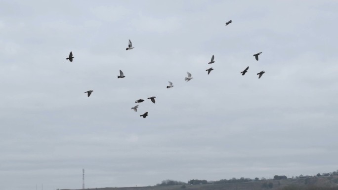 一群鸽子在多云的天空中飞翔