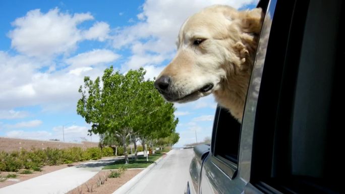 车里的狗在向外看金毛窗外自驾游旅游旅行