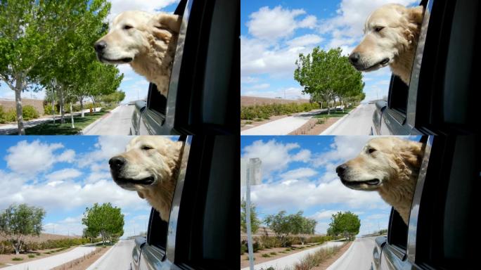 车里的狗在向外看金毛窗外自驾游旅游旅行