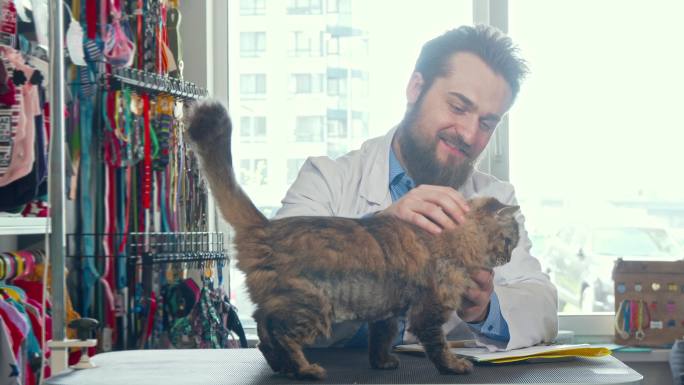 男兽医在诊所里抚摸着可爱的猫