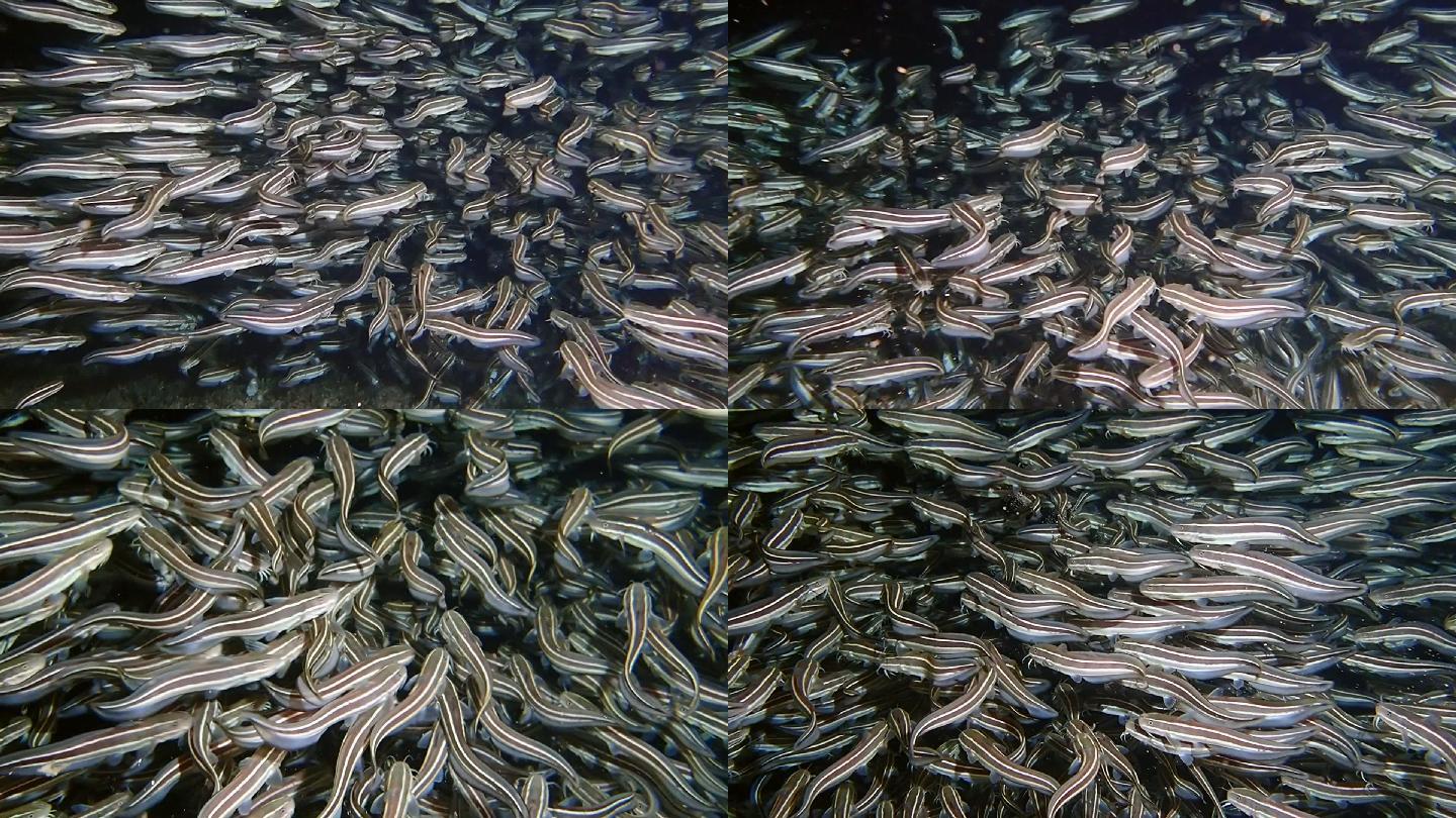 一群有许多条纹的拉斐尔鲶鱼