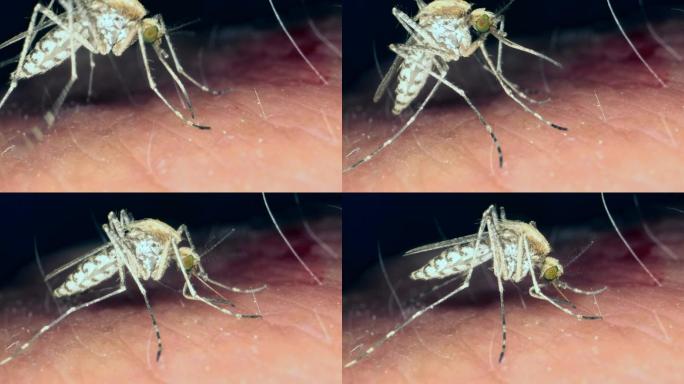 蚊人身上吸食血液疟疾个性小型