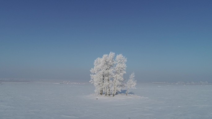 航拍冬季田野上的一棵树