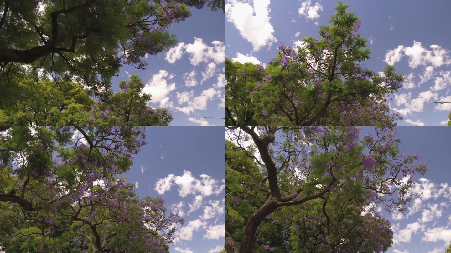 紫罗兰树