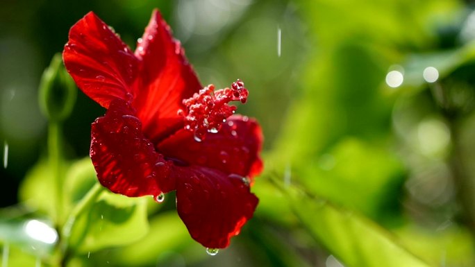 一滴水滴在红花芙蓉上