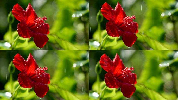 一滴水滴在红花芙蓉上