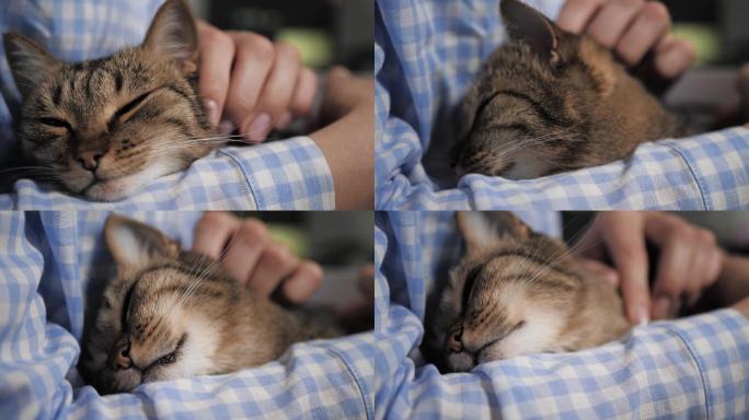 猫躺在女人的怀里猫咪摸吸猫