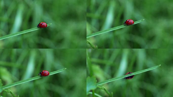 一只红色瓢虫（七星瓢虫）