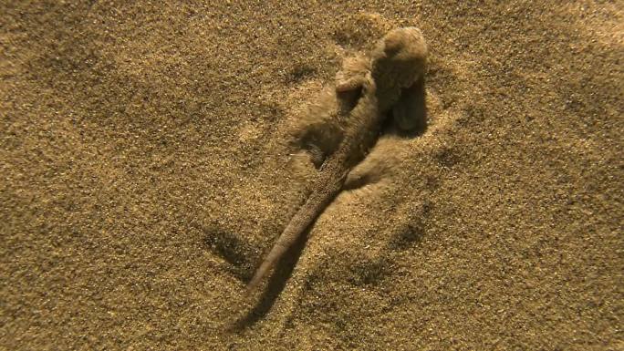 蜥蜴生活在几乎没有沙丘的地区