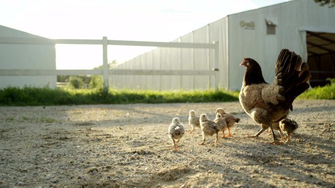 母鸡带着小鸡放养走地鸡散养鸡草鸡土鸡