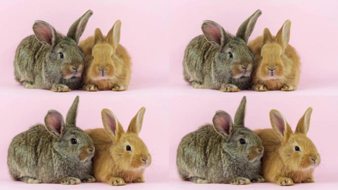 两只可爱的小兔子视频素材