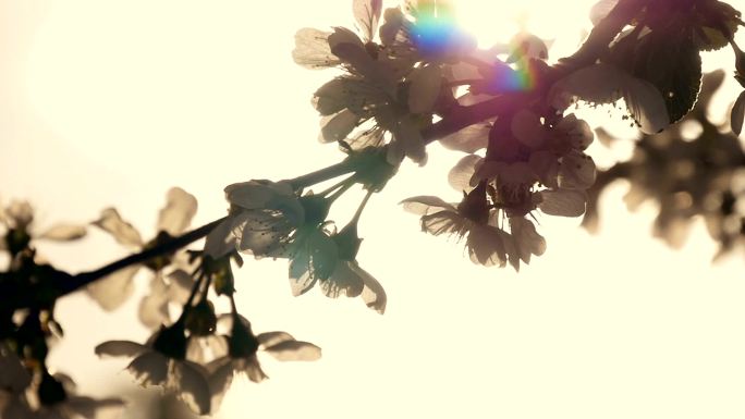 阳光照耀下美丽的花朵