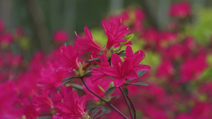 春天红色杜鹃花