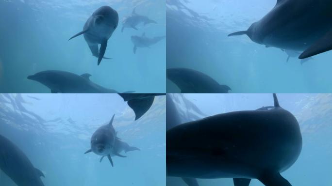 宽吻海豚在蓝色的水中游泳