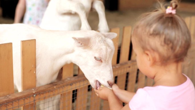 可爱的小女孩在农场喂山羊