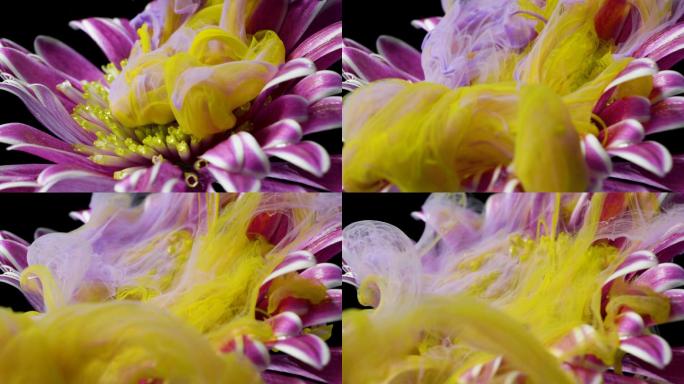 五颜六色的颜料把一朵花注入水中