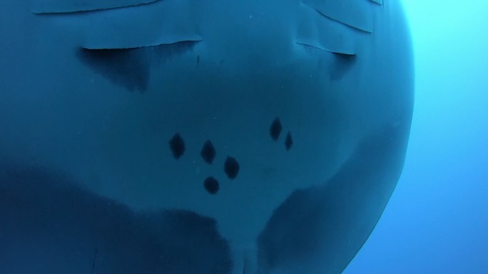 黑色海洋螳螂漂浮在蓝色的水面上