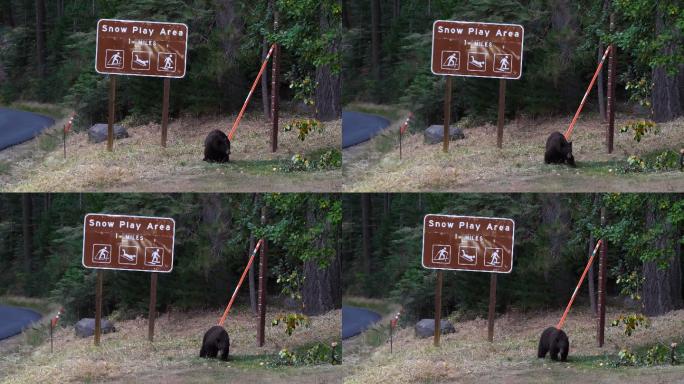 美国黑熊野外危险