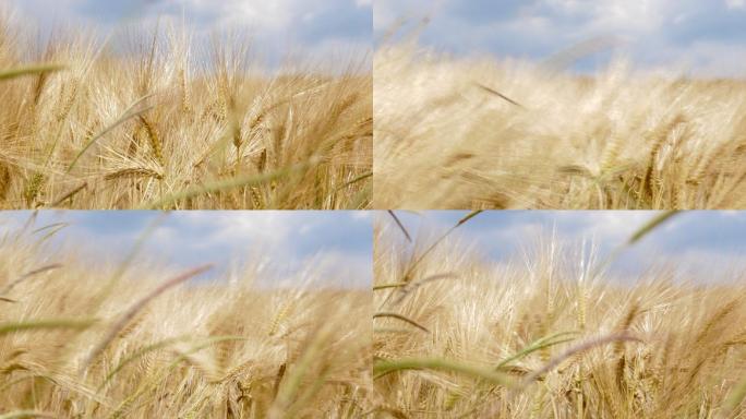 金黄色的成熟小麦小麦种子