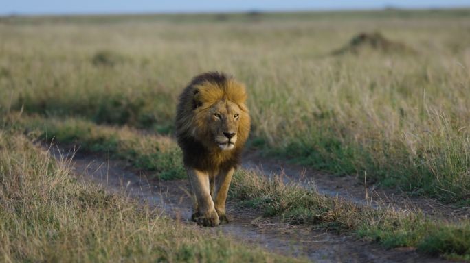壮丽的雄狮在非洲大草原走向镜头