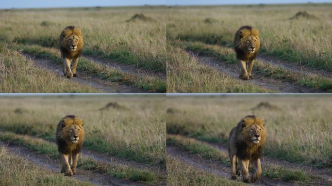 壮丽的雄狮在非洲大草原走向镜头
