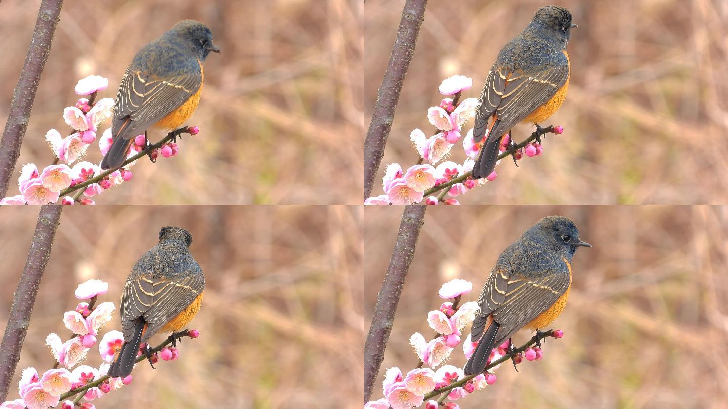 红梅花开迎新年，红梅花上小鸟好漂亮