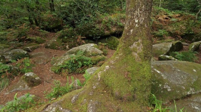 山间岩石野外苔藓湿润潮湿丛林青苔