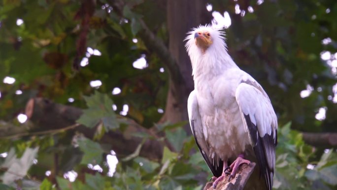 一只白色埃及秃鹫的特写镜头