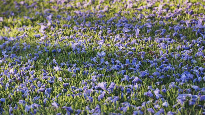绿草上的紫色花瓣