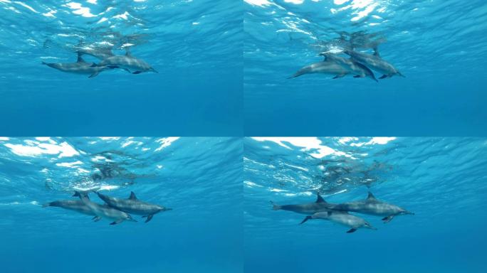三只海豚在蓝色的水面下慢慢游泳