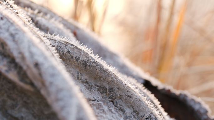 4K冬天早晨打霜的草木微距特写