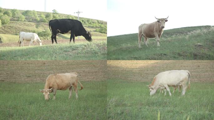 晶莹剔透的牛 吃草的牛