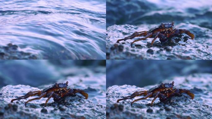 海滩岩石上的螃蟹大海海水浪花波浪
